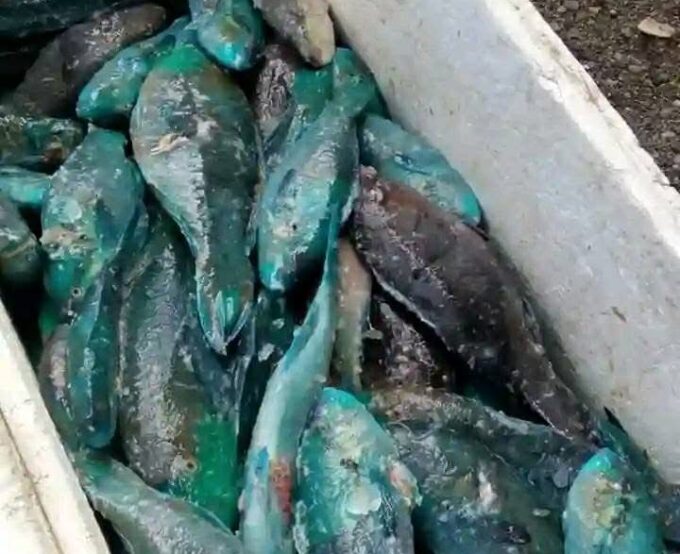 Ikan Kakatua Pelindung ekosistem laut